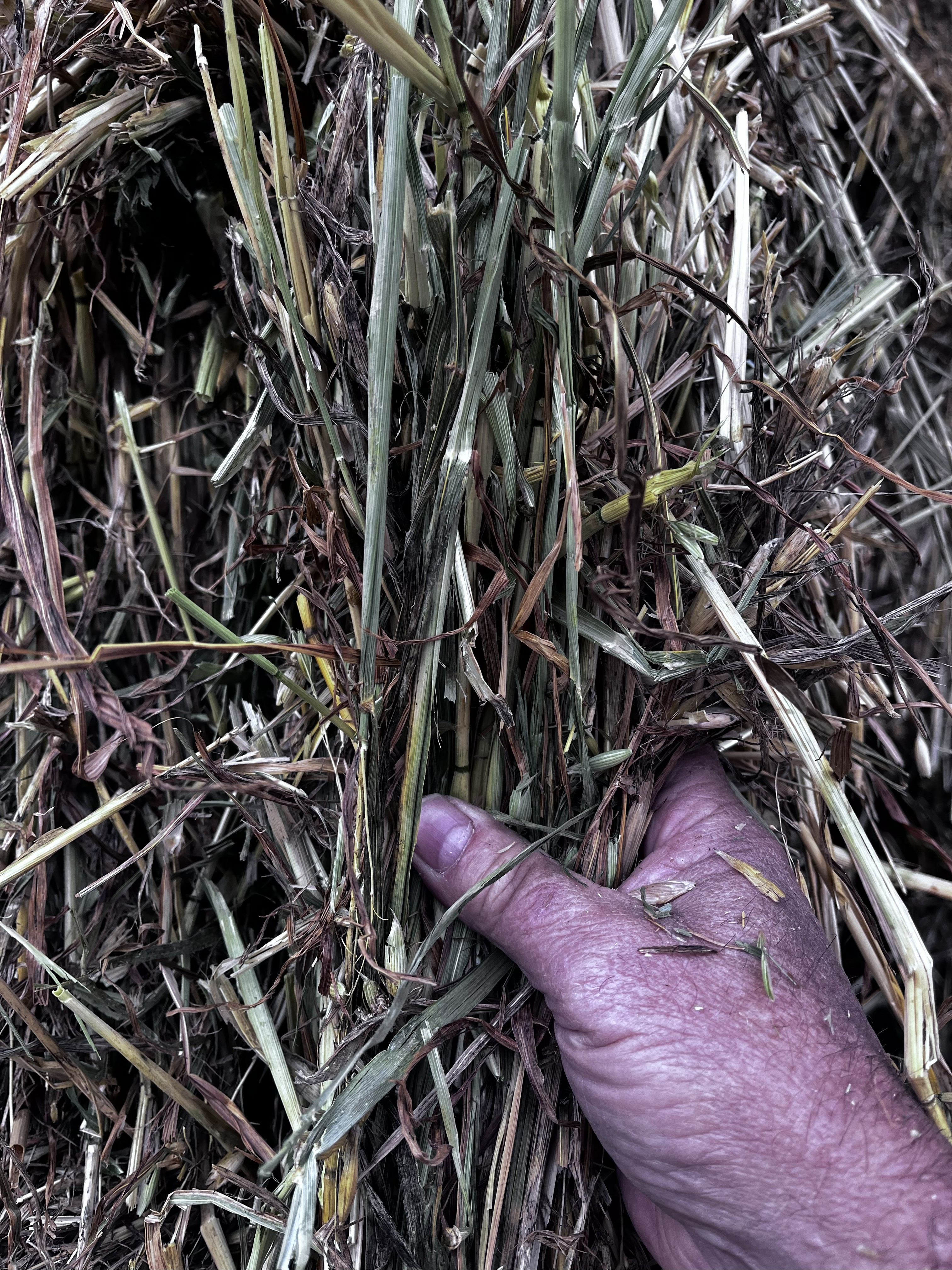 IMG 17711 Oaten Hay 2025